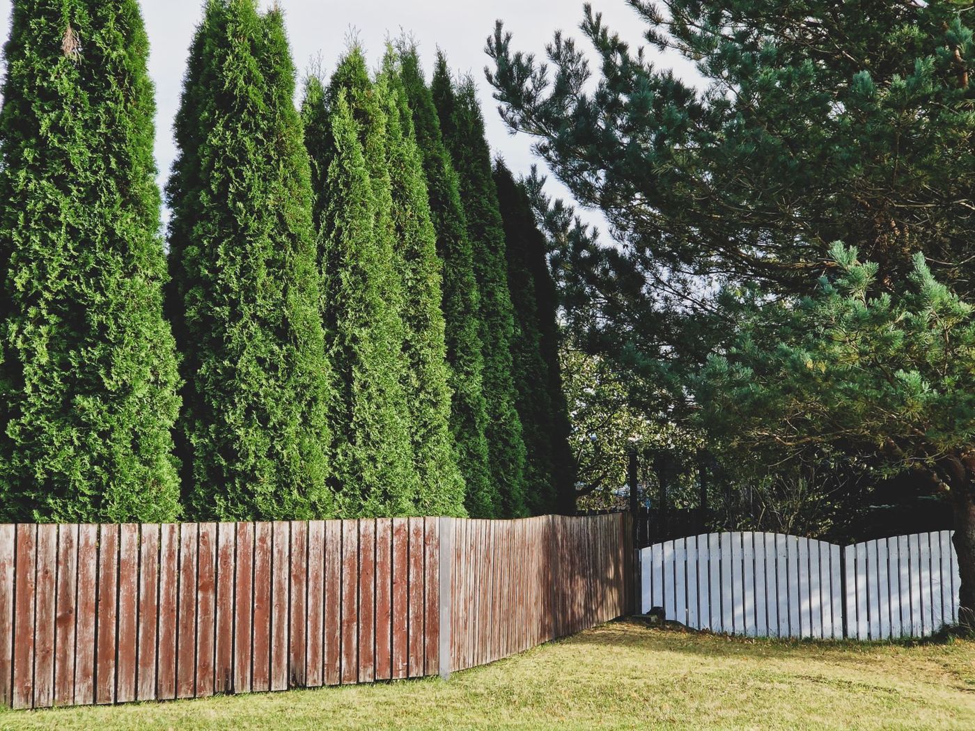A stained board fence running along a lawn beneath a tall row of arborvitae, meeting a white arched picket section