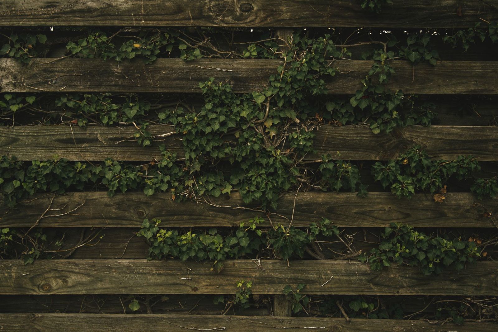 Weathered horizontal wooden fence boards with dark green ivy climbing through the gaps