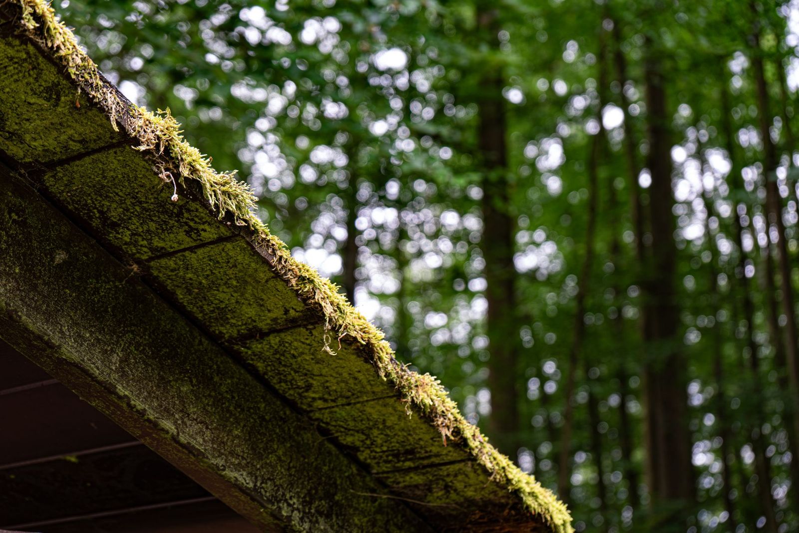 A roof edge thick with green moss, seen from below against a blurred backdrop of tall forest trees
