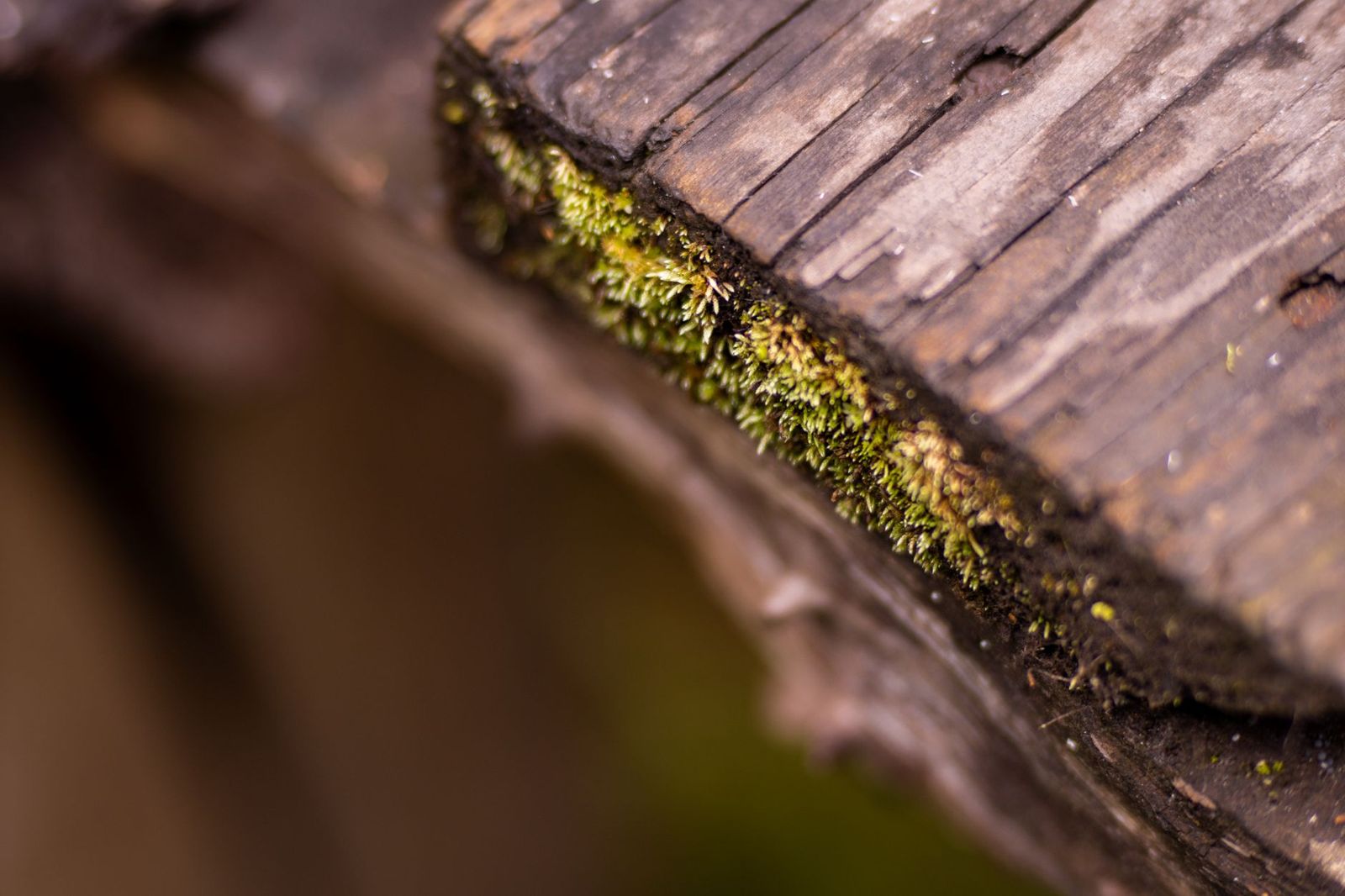 Macro view of bright green moss growing in the crack along the edge of an old, weathered wooden board